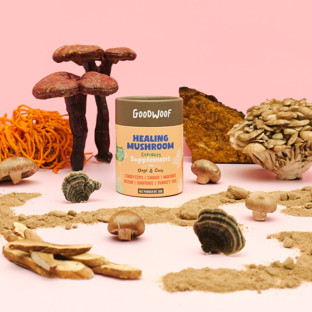 Healing Mushroom Extracts Supplement for Dogs & Cats